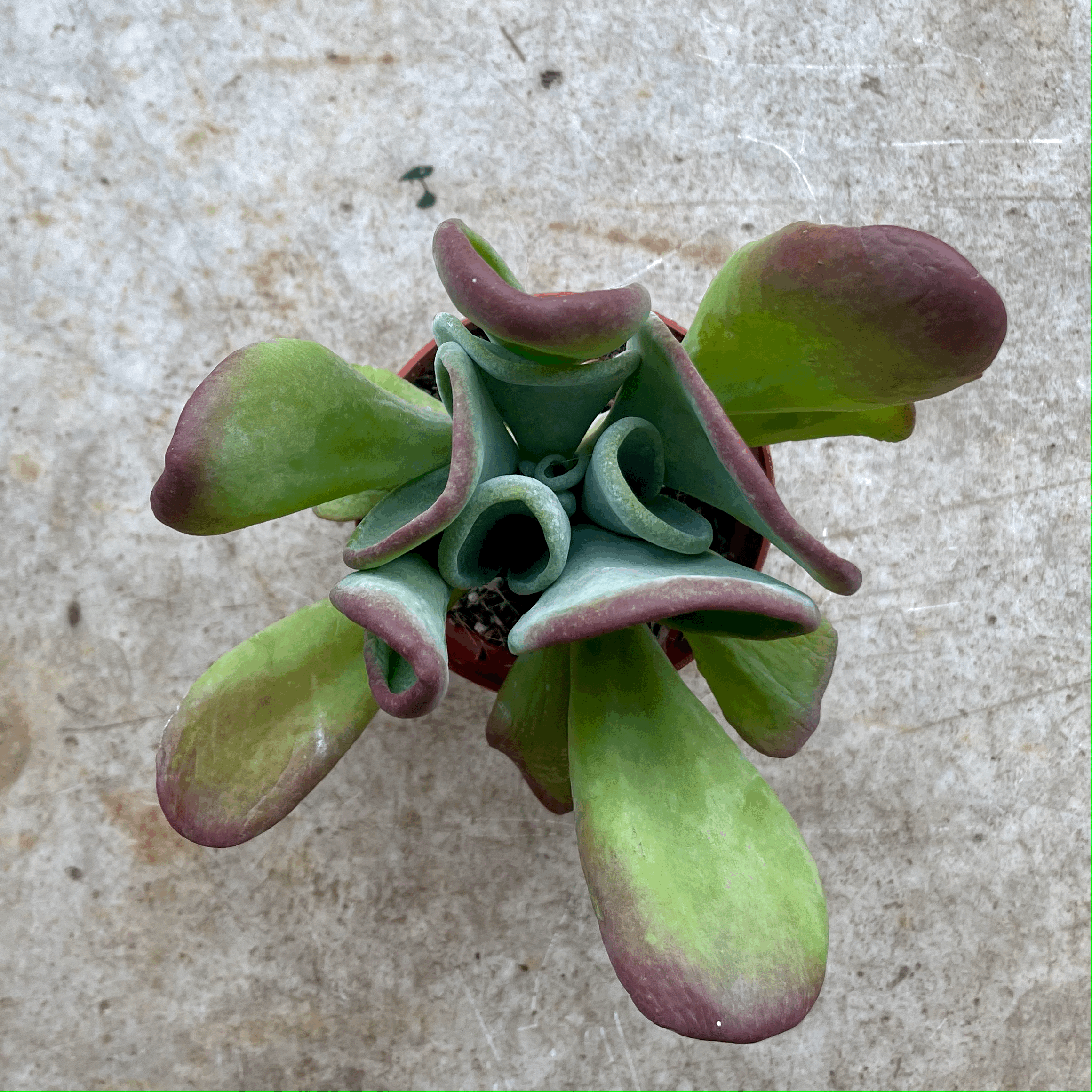 Kalanchoe luciae 'Oricula' (Paddle Plant)