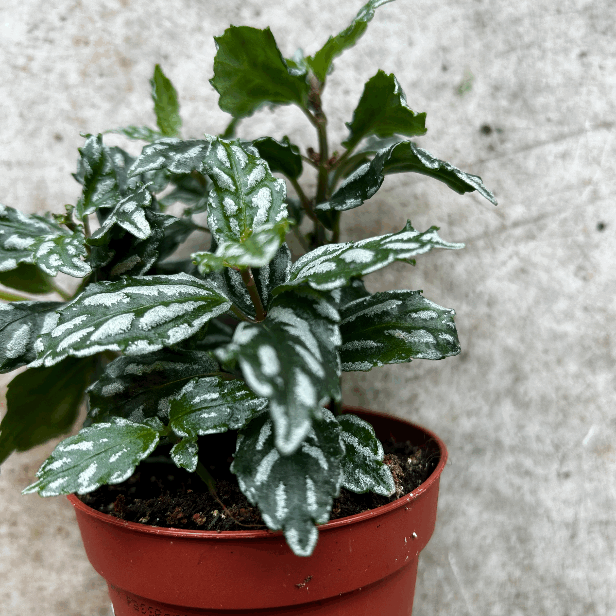 Pilea cadierei (Aluminum Plant)