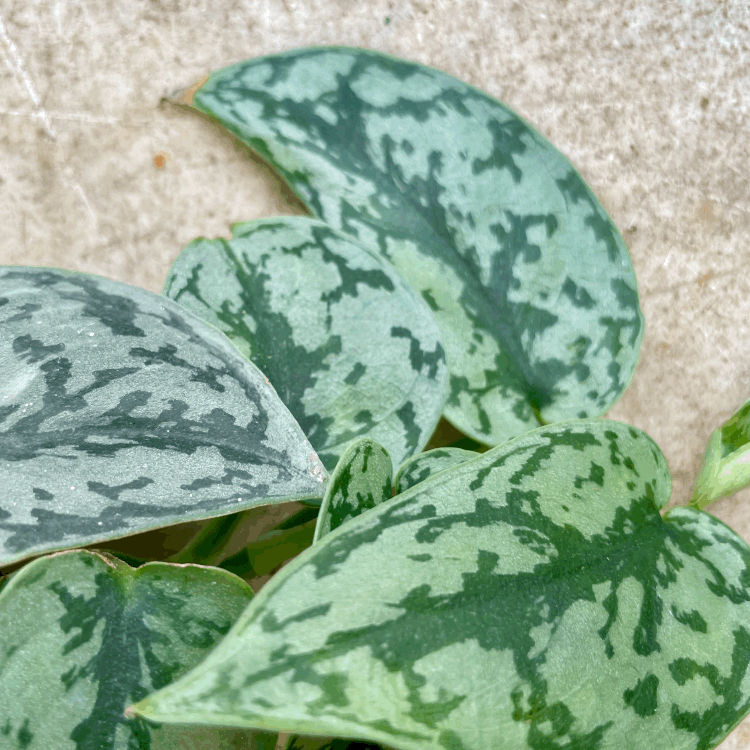 Scindapsus 'Silver Lady' (Satin Pothos)