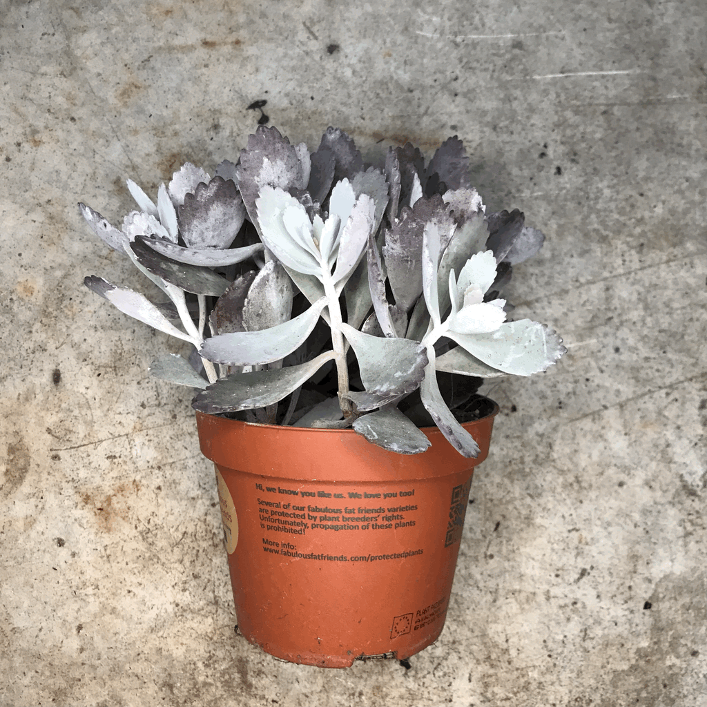 Kalanchoe pumila (Flower Dust Plant)