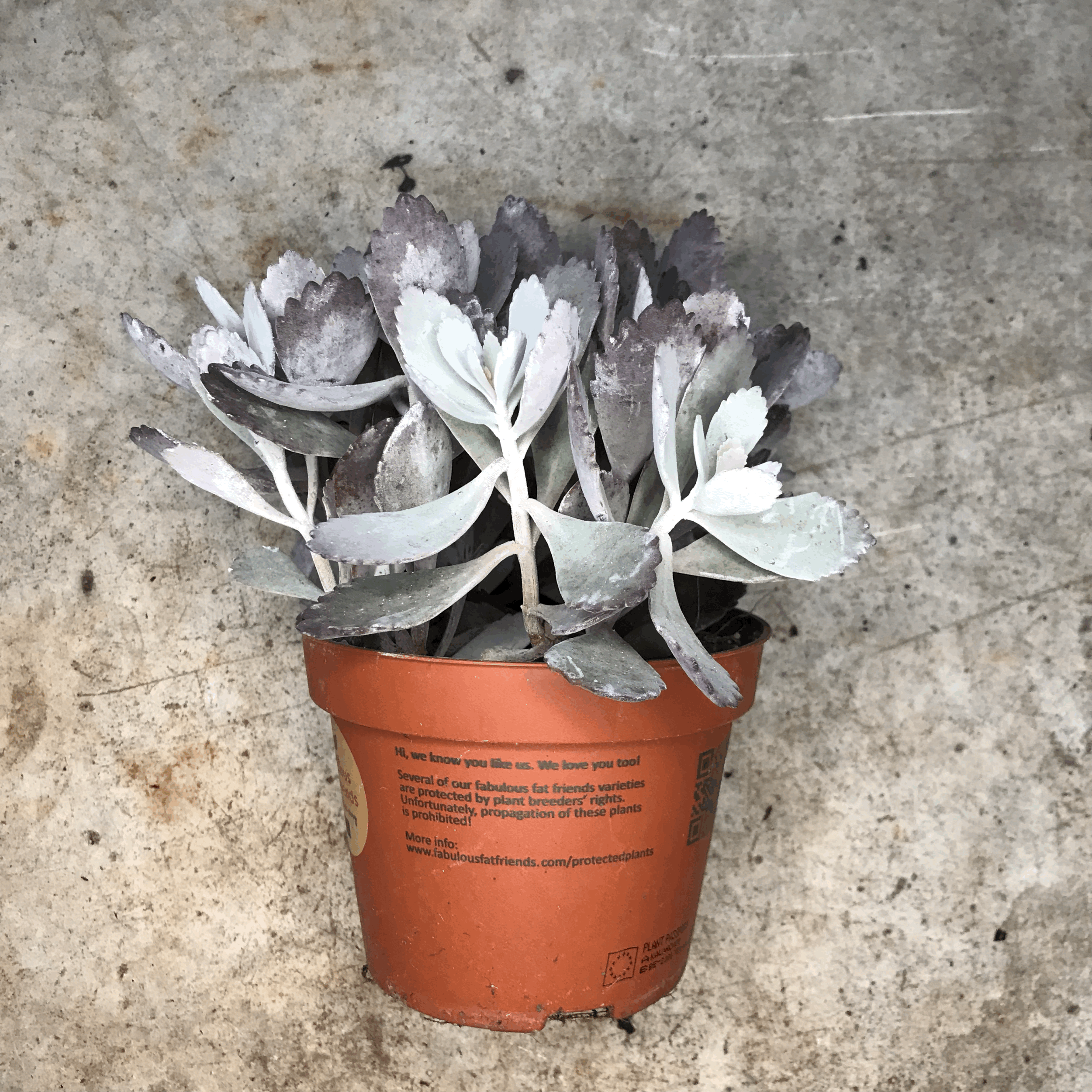 Kalanchoe pumila (Flower Dust Plant)