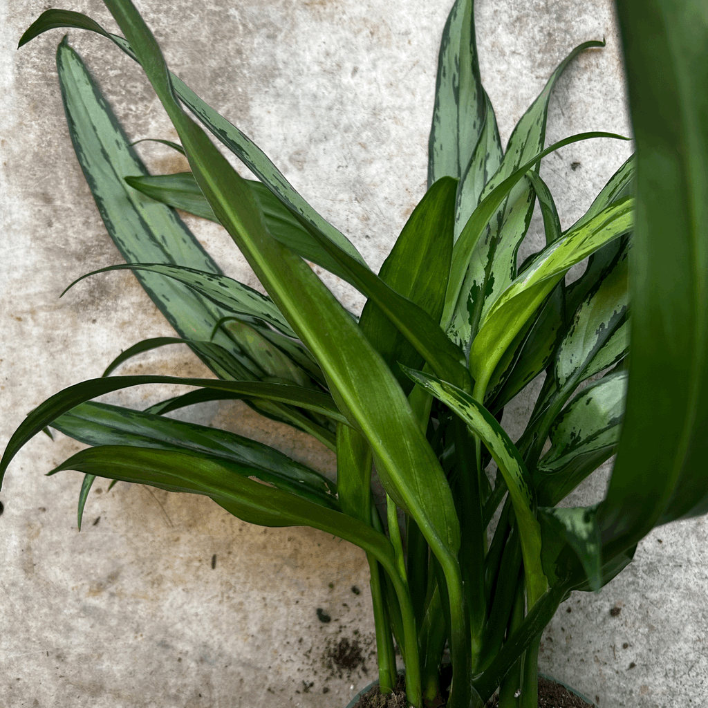 Aglaonema 'Cutlass' (Chinese Evergreen)