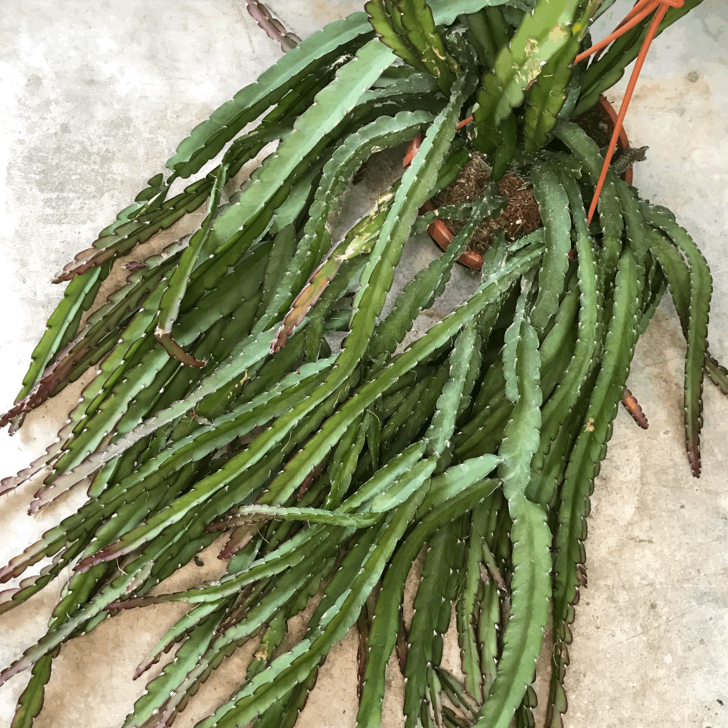 Lepismium cruciforme 'Red Tip' (Jungle Cactus)