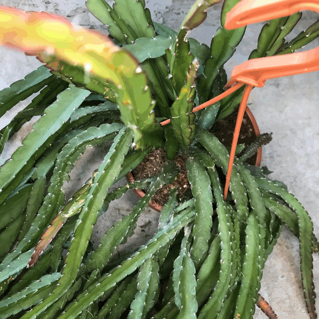 Lepismium cruciforme 'Red Tip' (Jungle Cactus)
