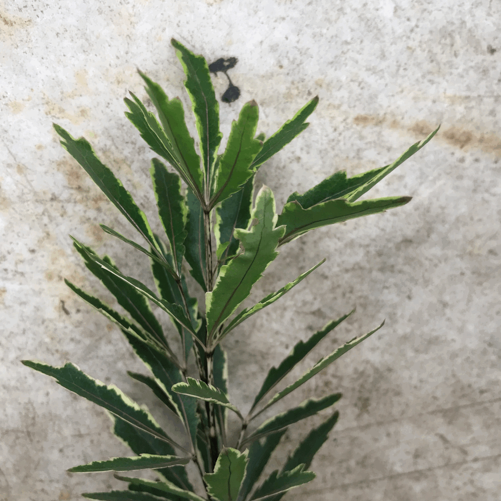 Dizygotheca elegantissima 'Bianca' (False Aralia)