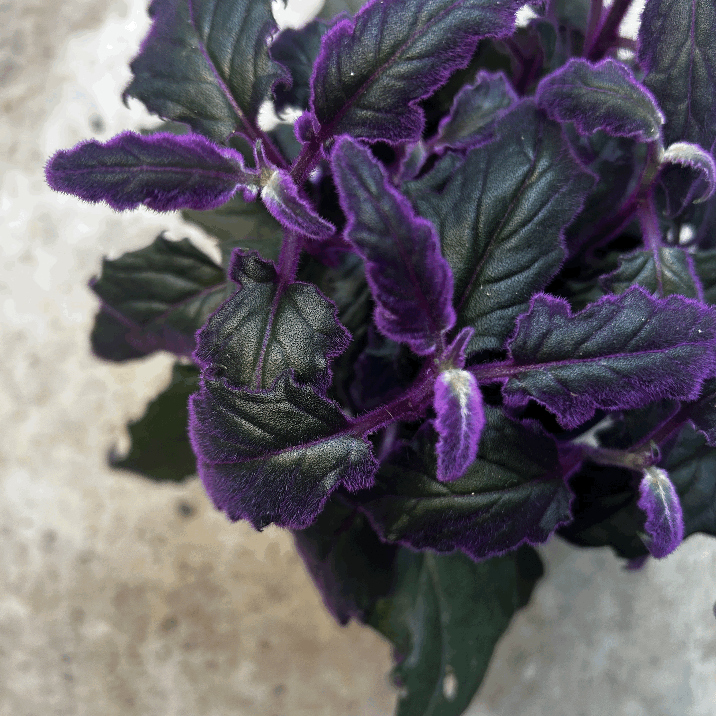 Gynura aurantiaca (Velvet plant)