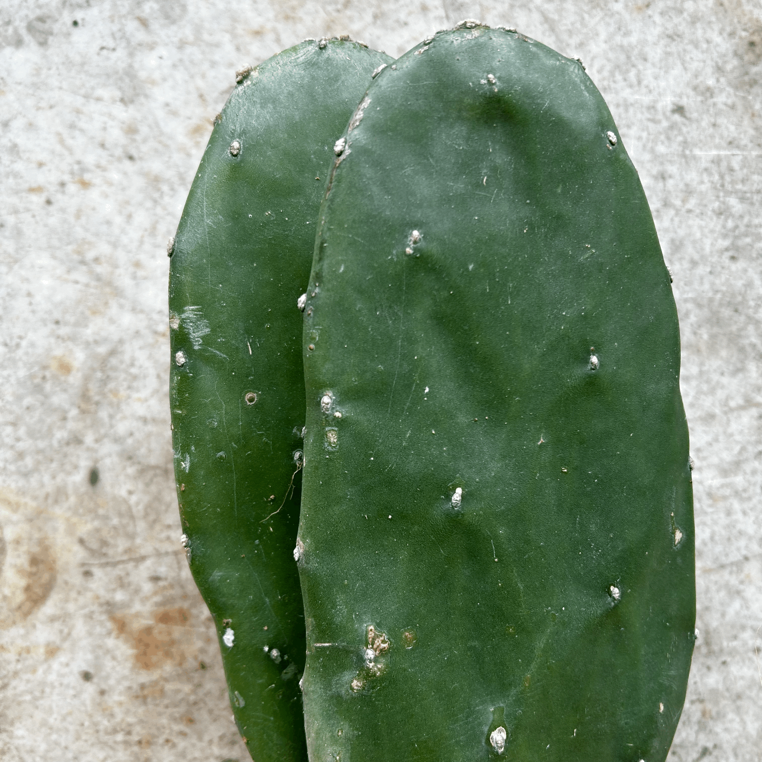 Opuntia cochenillifera (Prickly Pear)