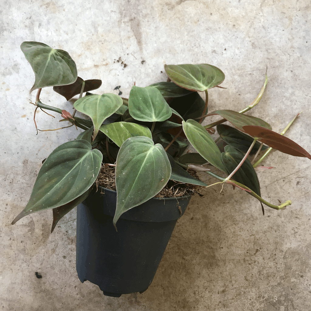 Philodendron hederaceum var. hederaceum (Philodendron Micans)