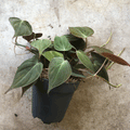 Philodendron hederaceum var. hederaceum (Philodendron Micans)