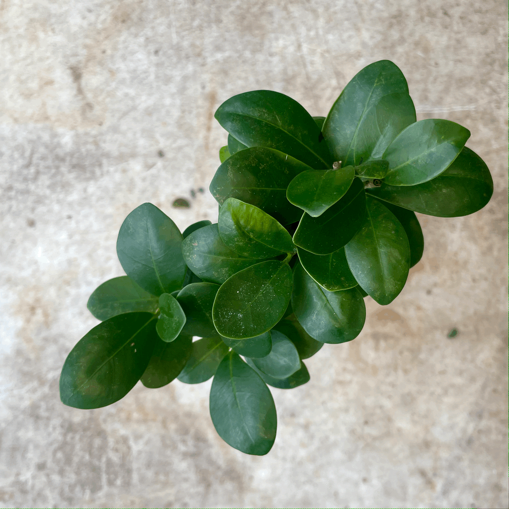 Ficus microcarpa 'Ginseng'