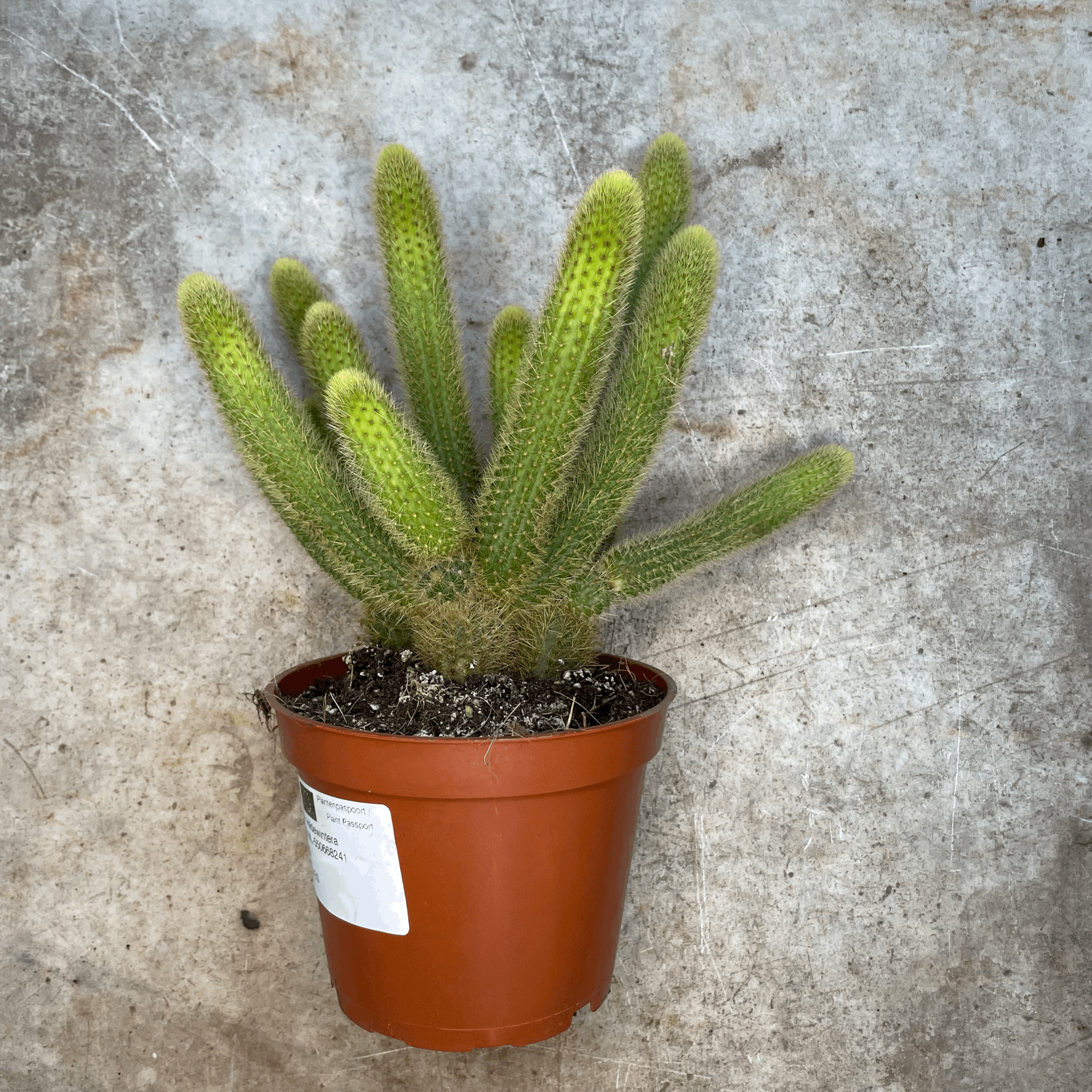 Cleistocactus winteri (Golden Rat Tail cactus)