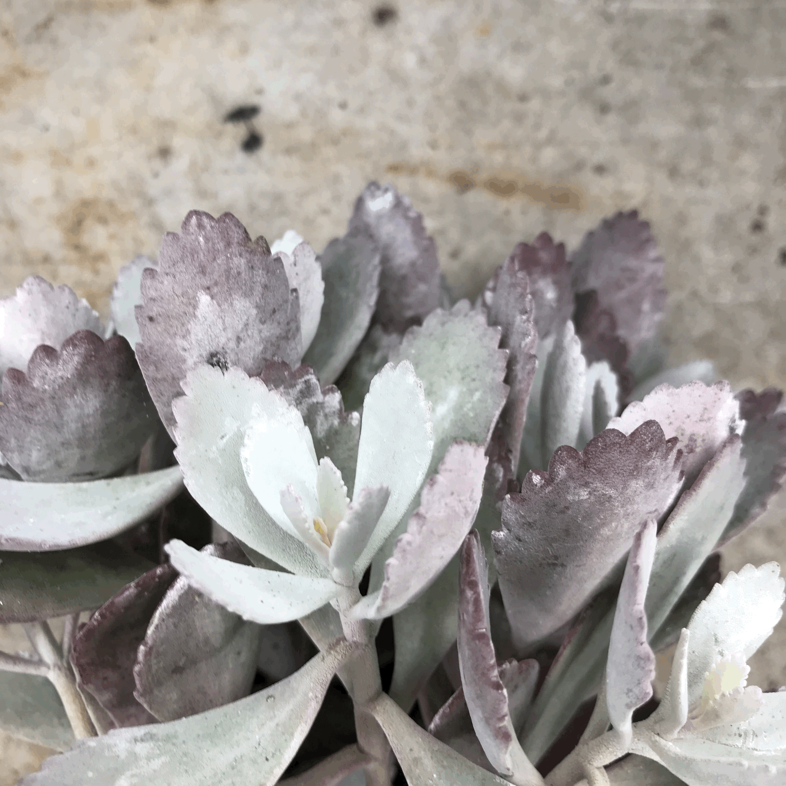 Kalanchoe pumila (Flower Dust Plant)