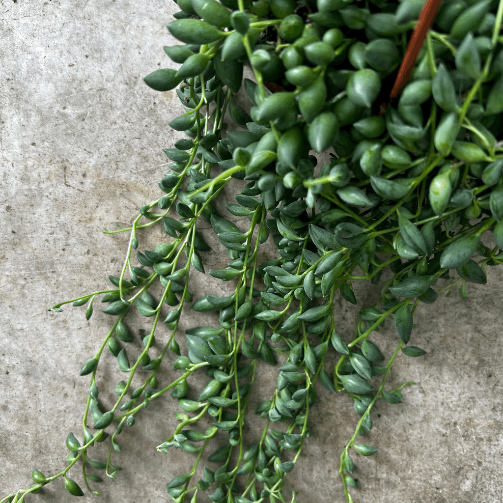 Curio herreianus (String of pearls)