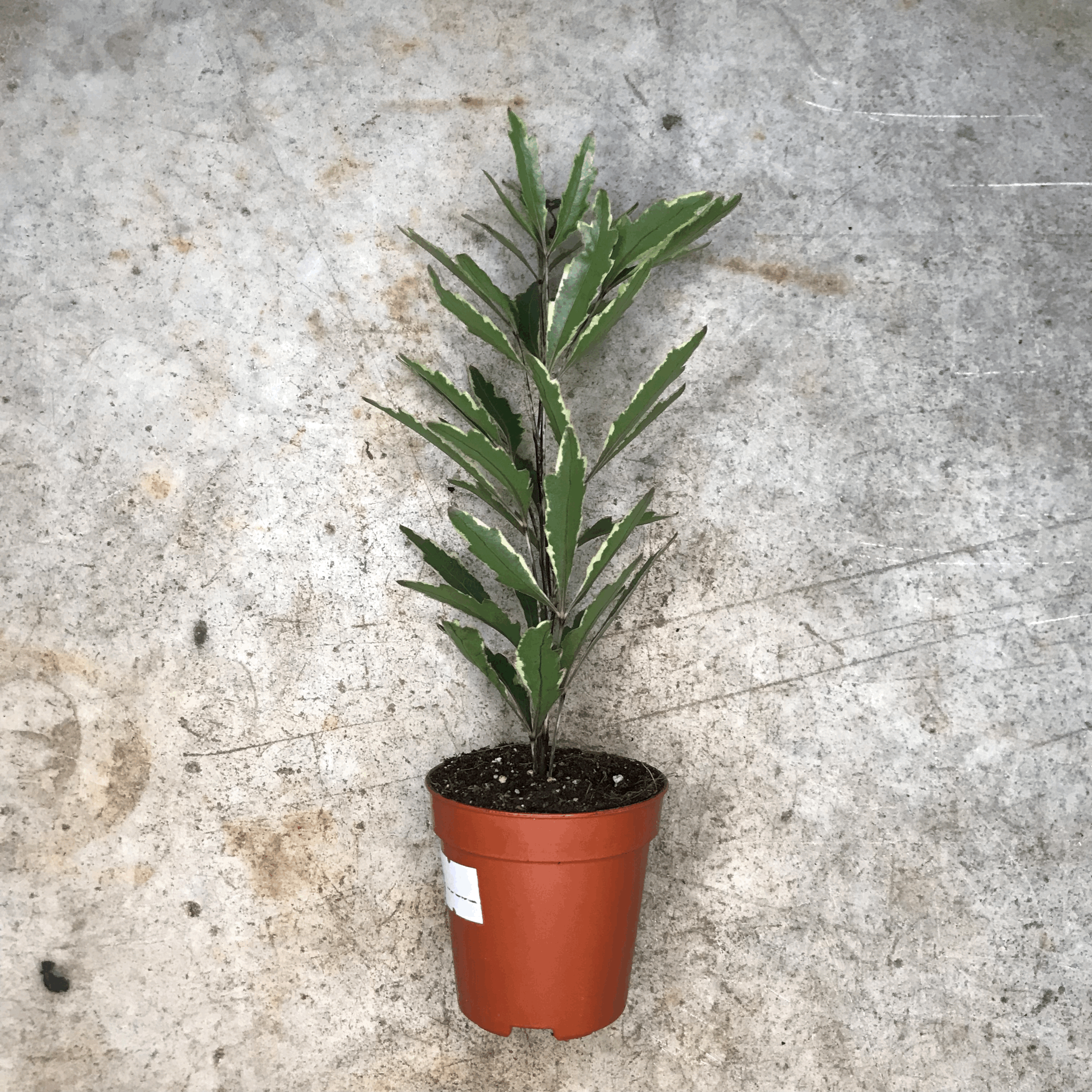 Dizygotheca elegantissima 'Bianca' (False Aralia)