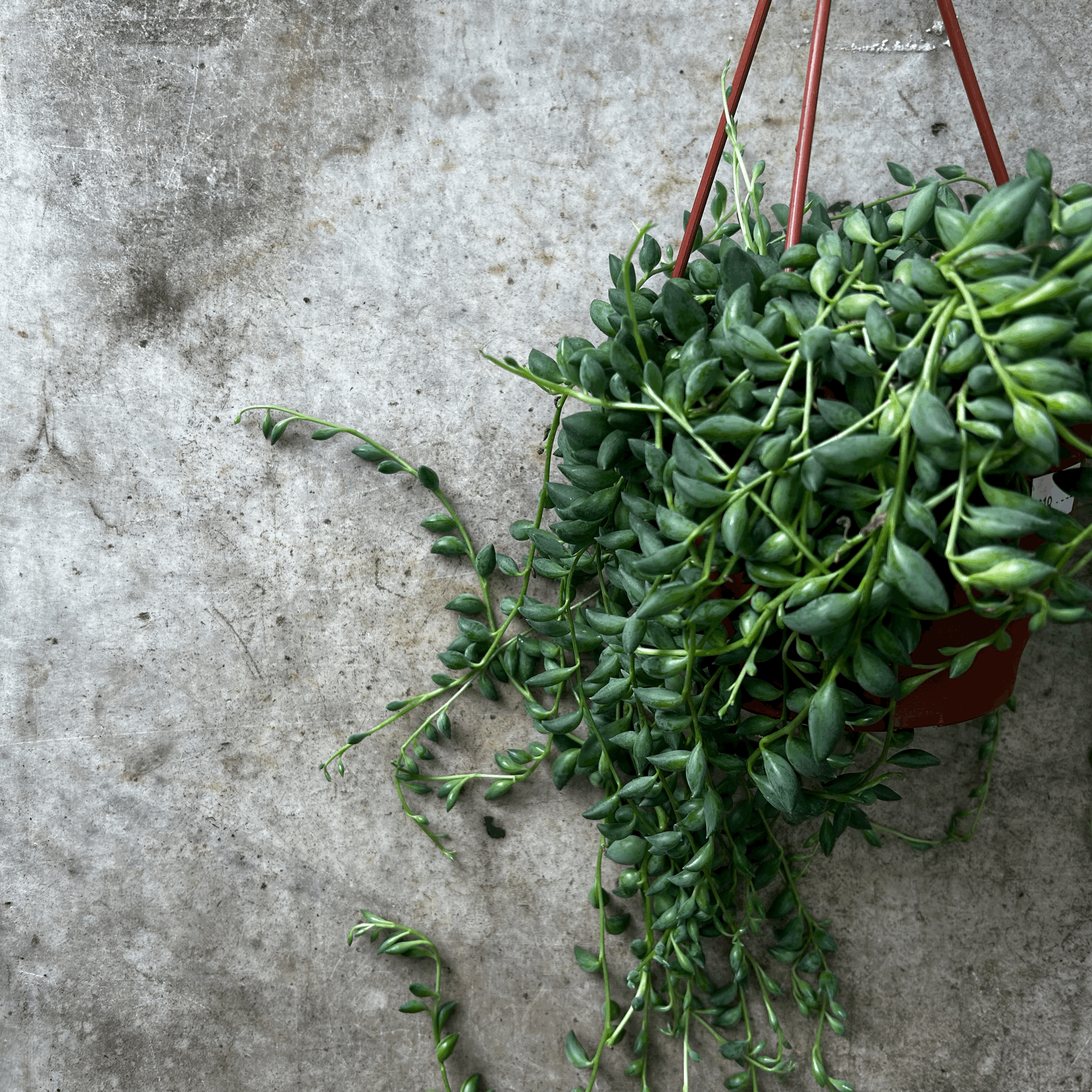 Curio herreianus (String of pearls)