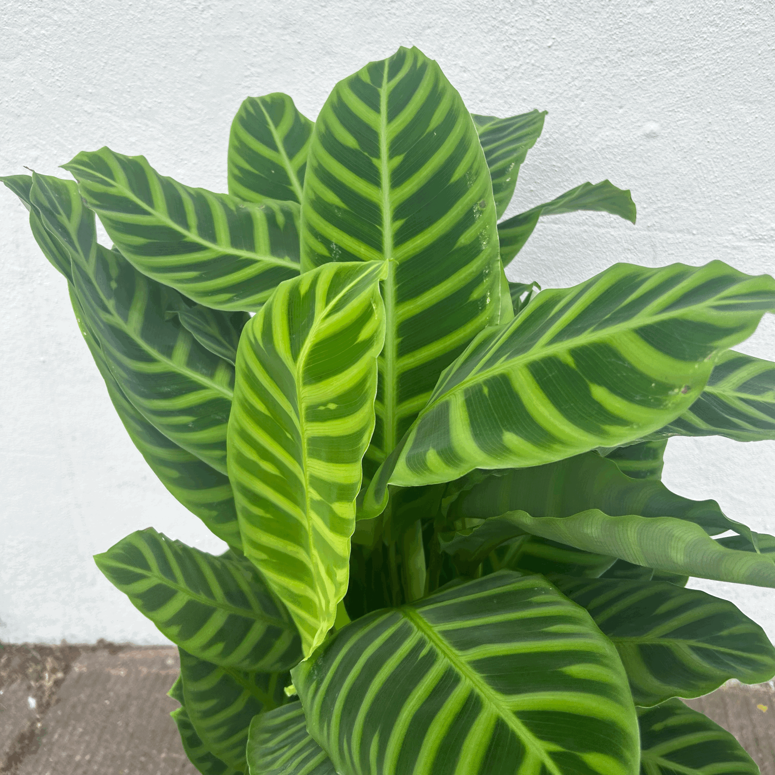 Calathea zebrina (Prayer Plant)