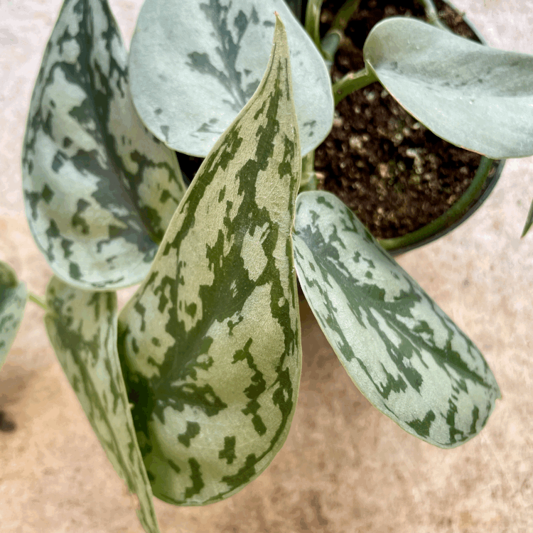 Scindapsus 'Silver Lady' (Satin Pothos)