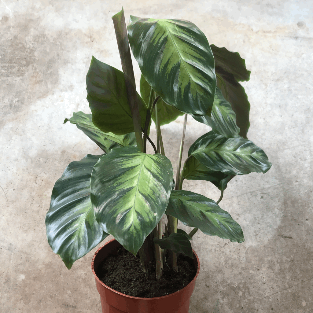 Calathea albertii (Emerald Feather Prayer Plant)