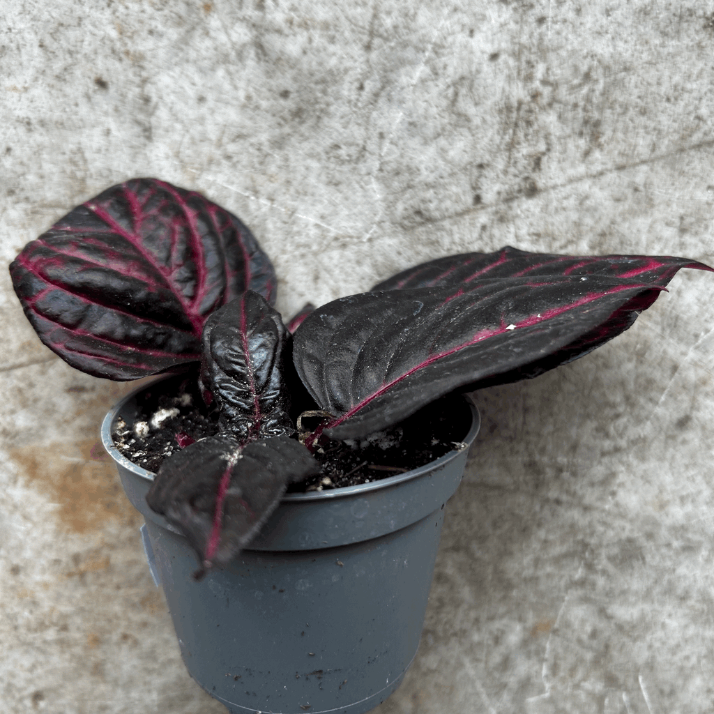 Iresine herbestii 'Rich Redstar' (Bloodleaf plant)