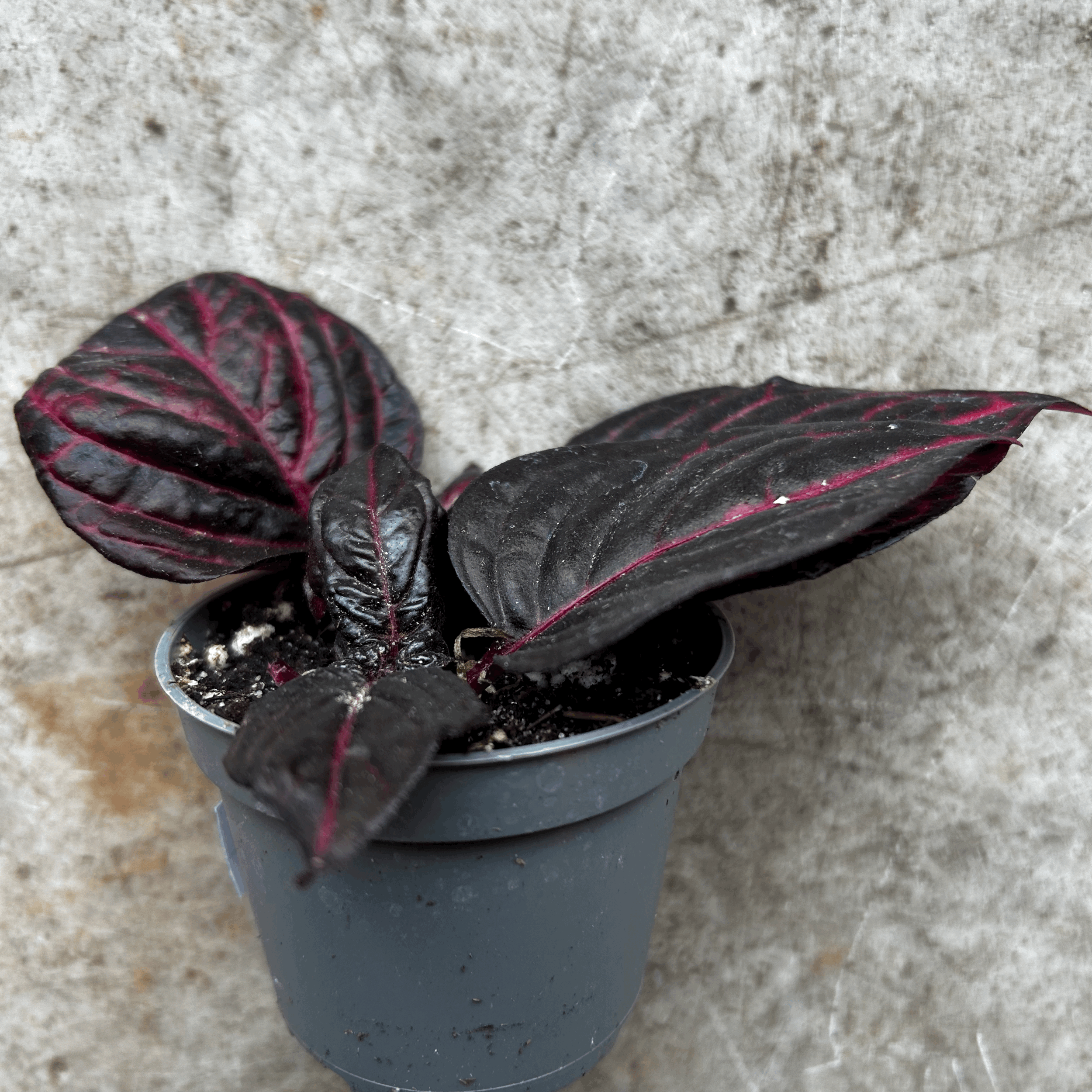 Iresine herbestii 'Rich Redstar' (Bloodleaf plant)