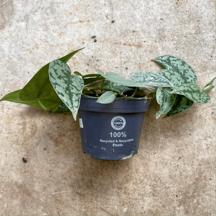 Scindapsus 'Silver Lady' (Satin Pothos)