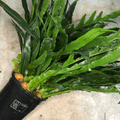 Aglaomorpha coronans (Snake leaf Fern)