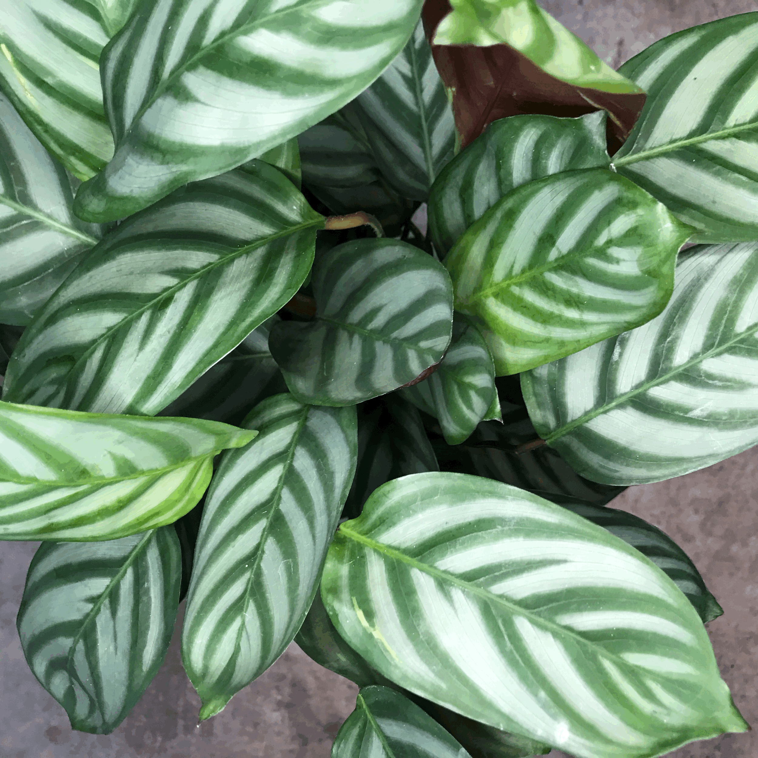 Ctenanthe setosa 'Compact Star'