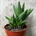 Aloe perfoliata (Mitre aloe)