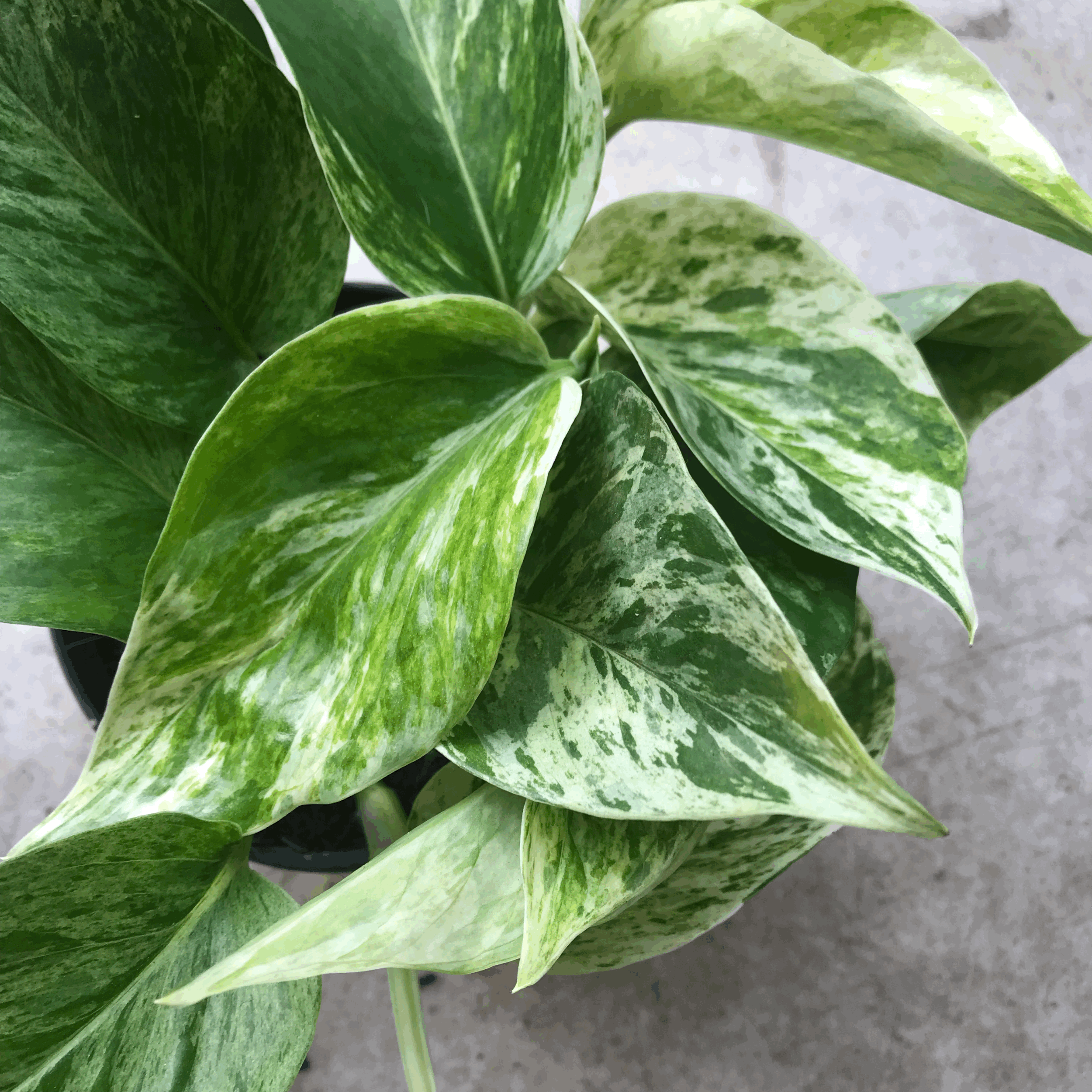 Epipremnum pinnatum 'Marble Queen' (Pothos)