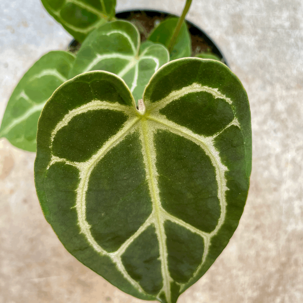 Anthurium crystallinum (Crystal Anthurium)