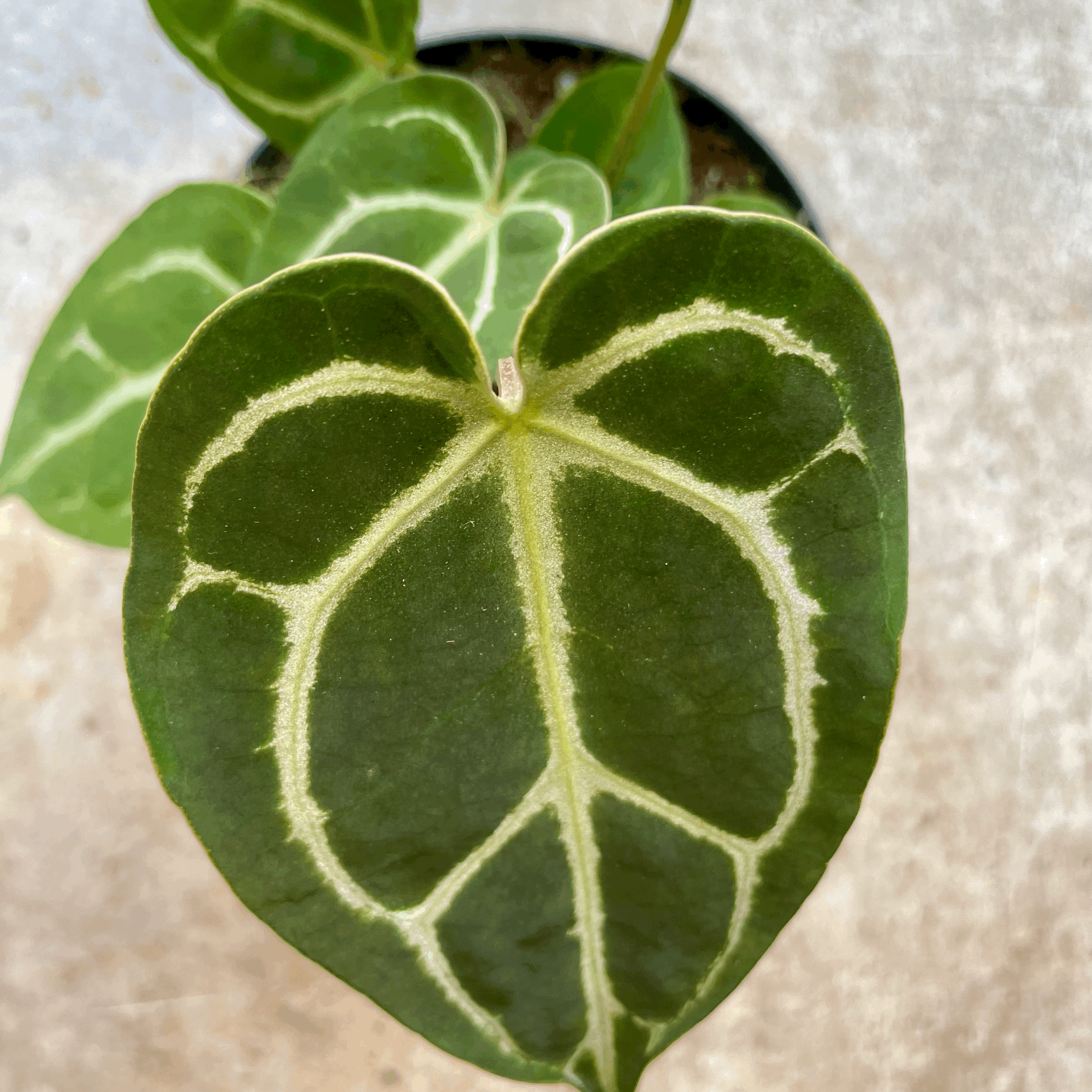 Anthurium crystallinum (Crystal Anthurium)