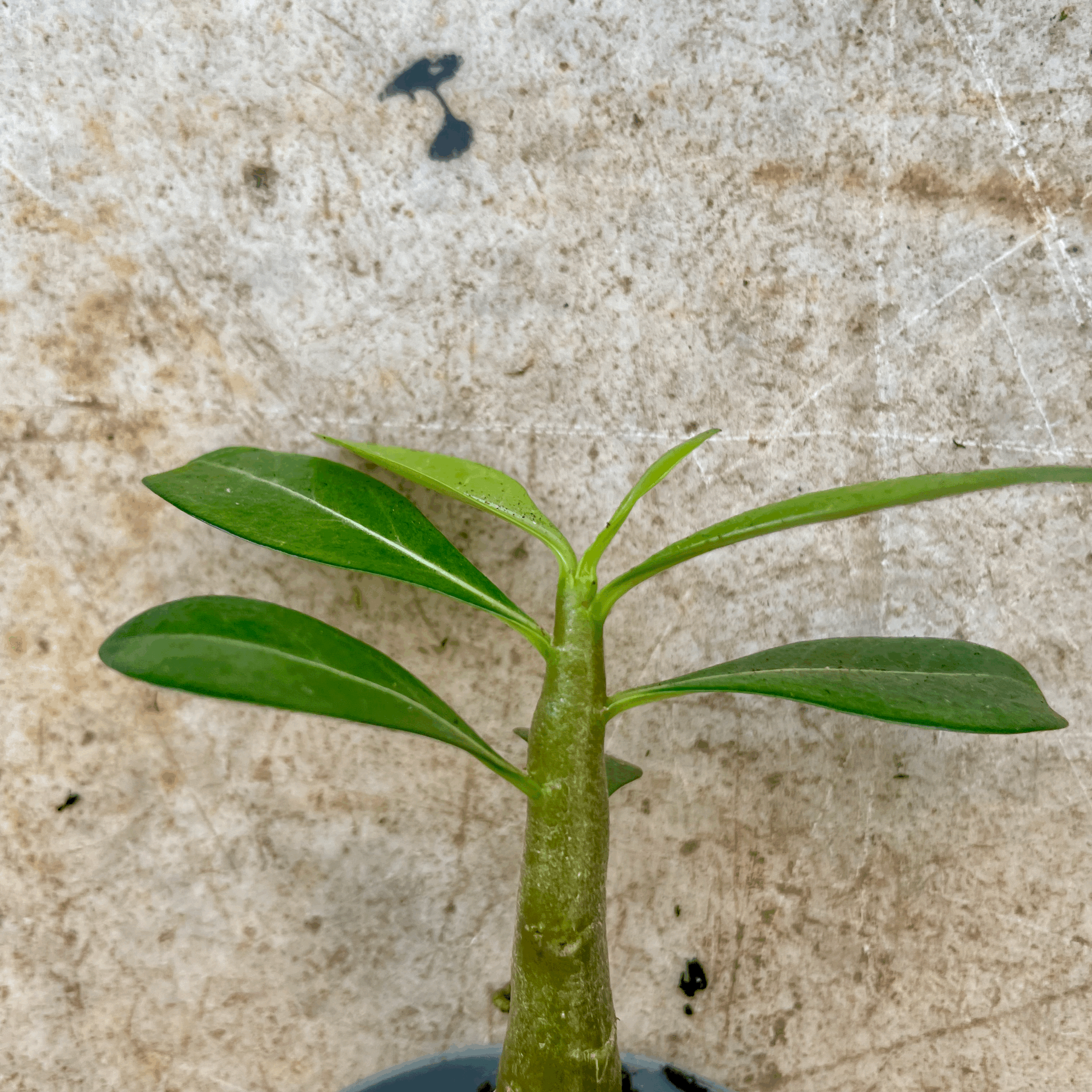Adenium obesum 'Baobab' (Desert Rose)