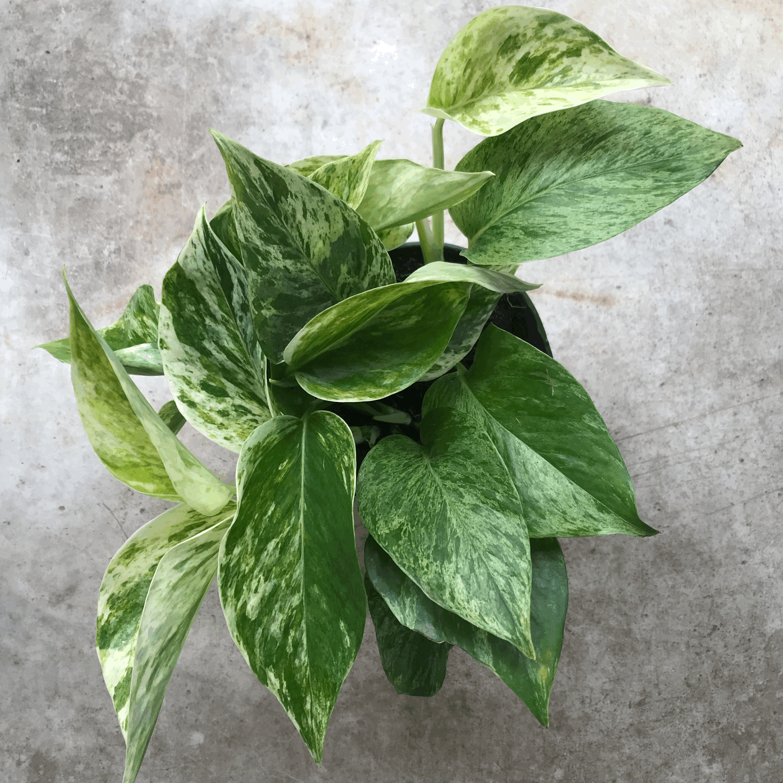 Epipremnum pinnatum 'Marble Queen' (Pothos)