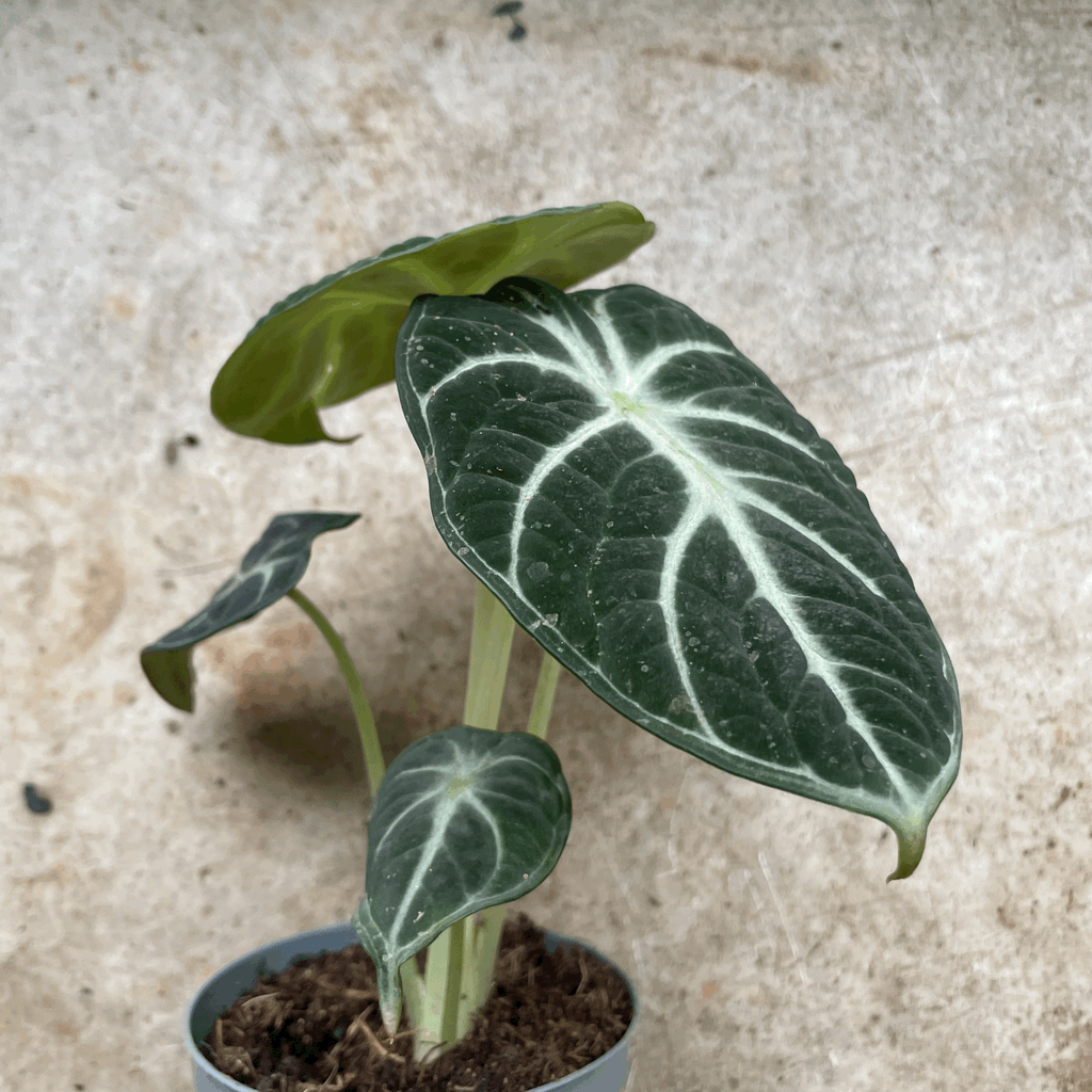 Alocasia 'Ninja'