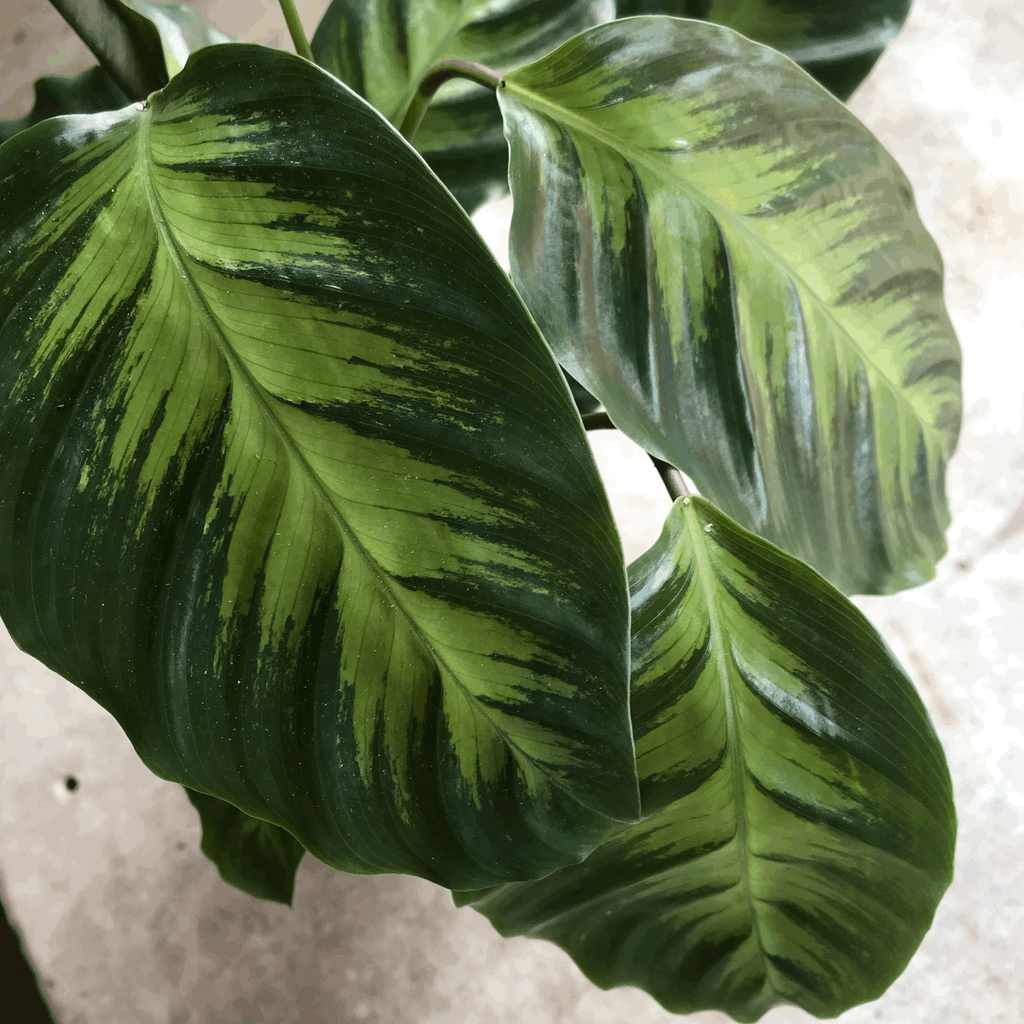 Calathea albertii (Emerald Feather Prayer Plant)