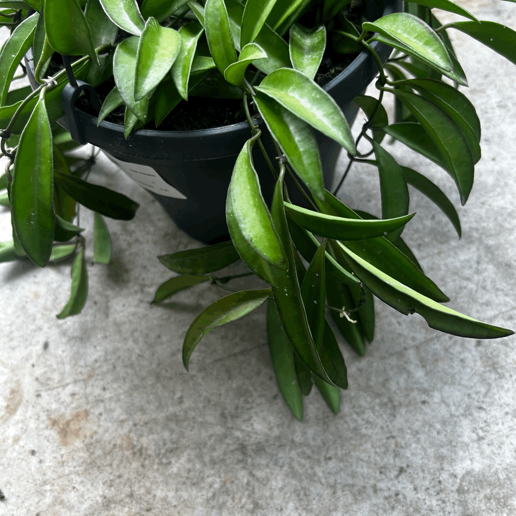 Hoya wayetii