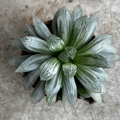 Haworthia cymbiformis 'Variegata' (Cathedral Window Haworthia)