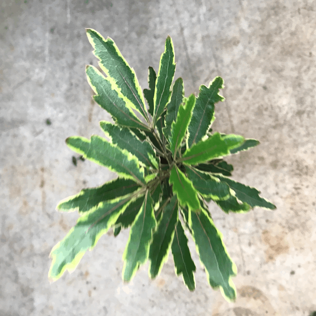 Dizygotheca elegantissima 'Bianca' (False Aralia)