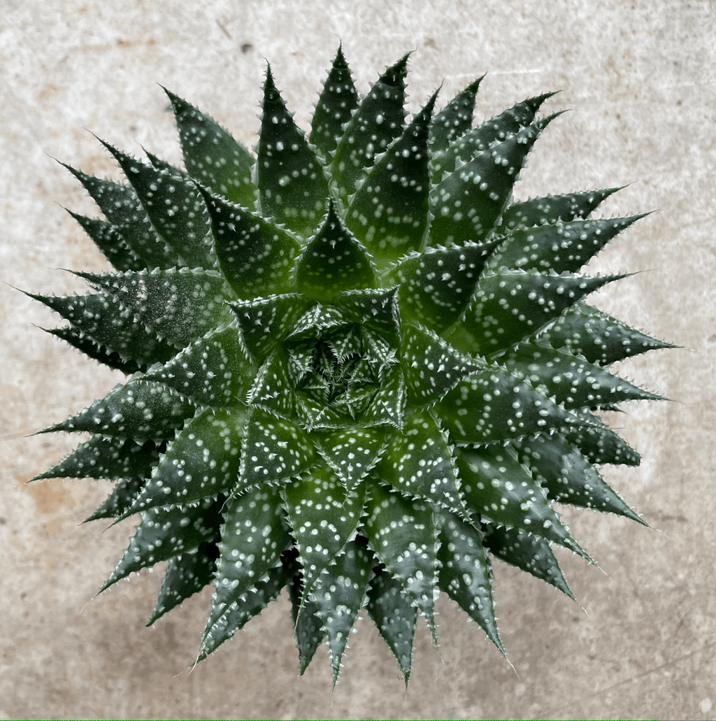 Aloe aristata 'Zambezi'