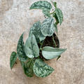 Scindapsus 'Silver Lady' (Satin Pothos)