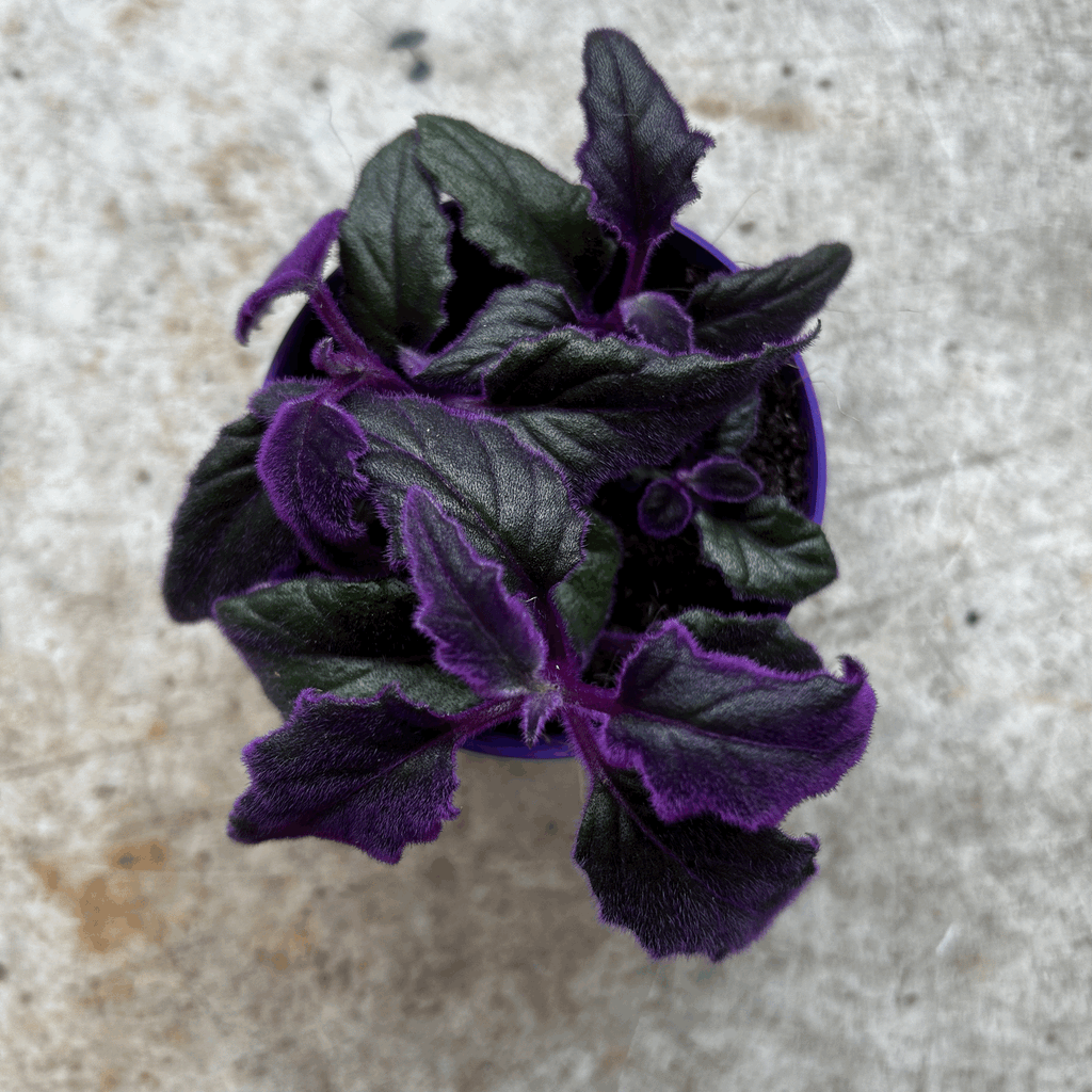 Gynura aurantiaca (Velvet plant)