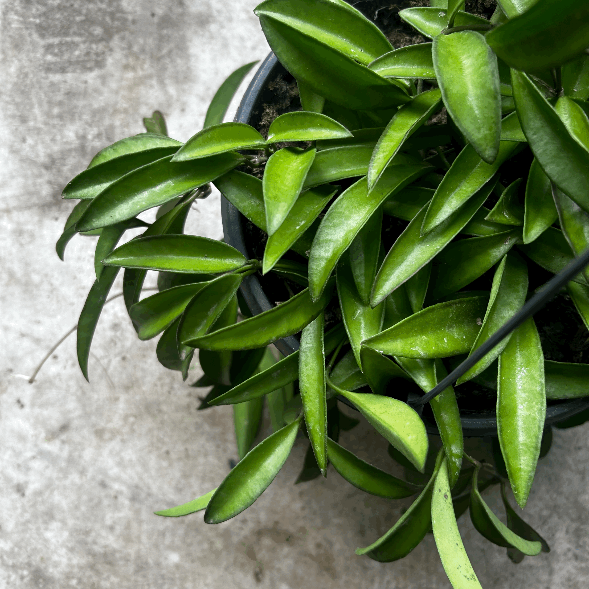 Hoya wayetii