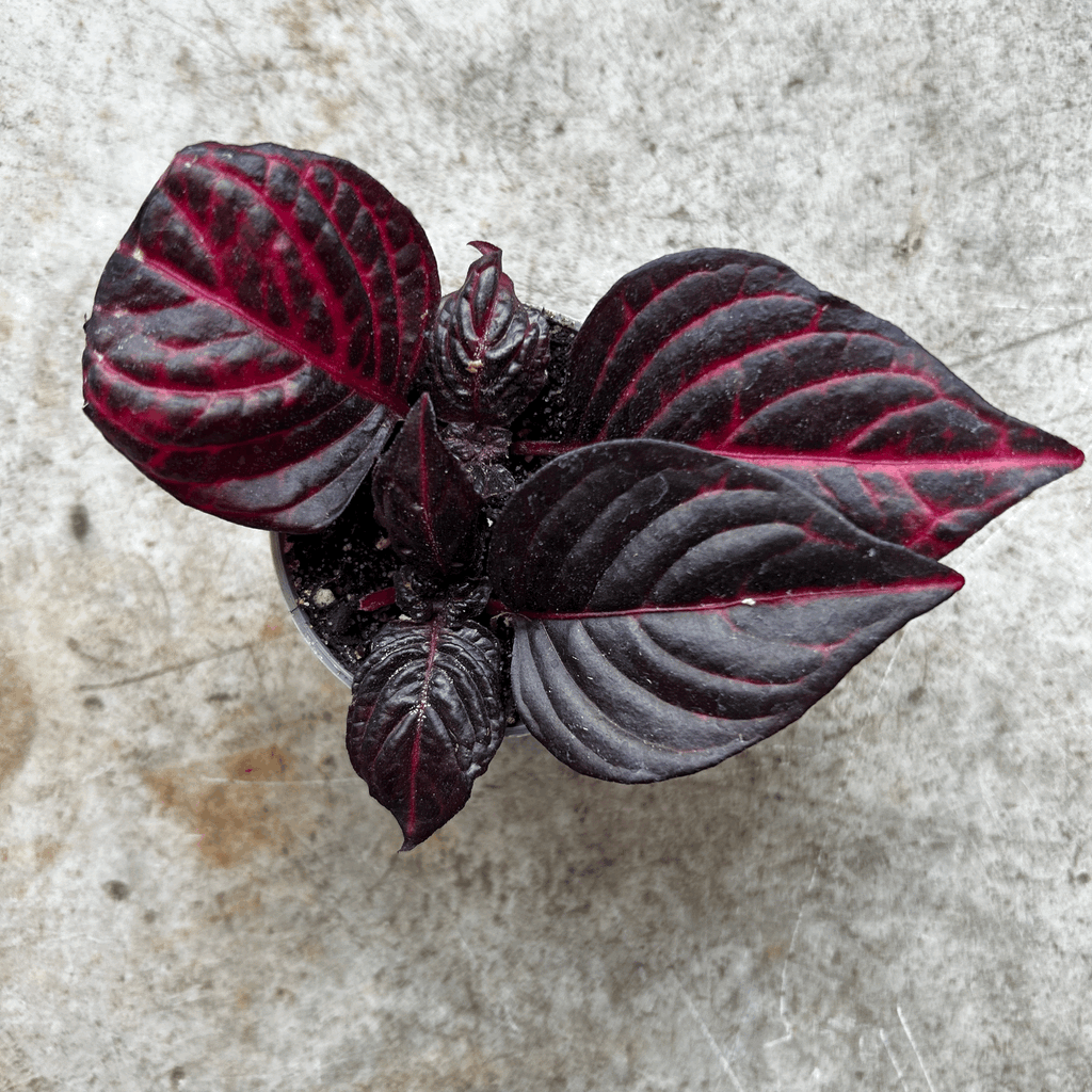 Iresine herbestii 'Rich Redstar' (Bloodleaf plant)