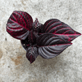 Iresine herbestii 'Rich Redstar' (Bloodleaf plant)
