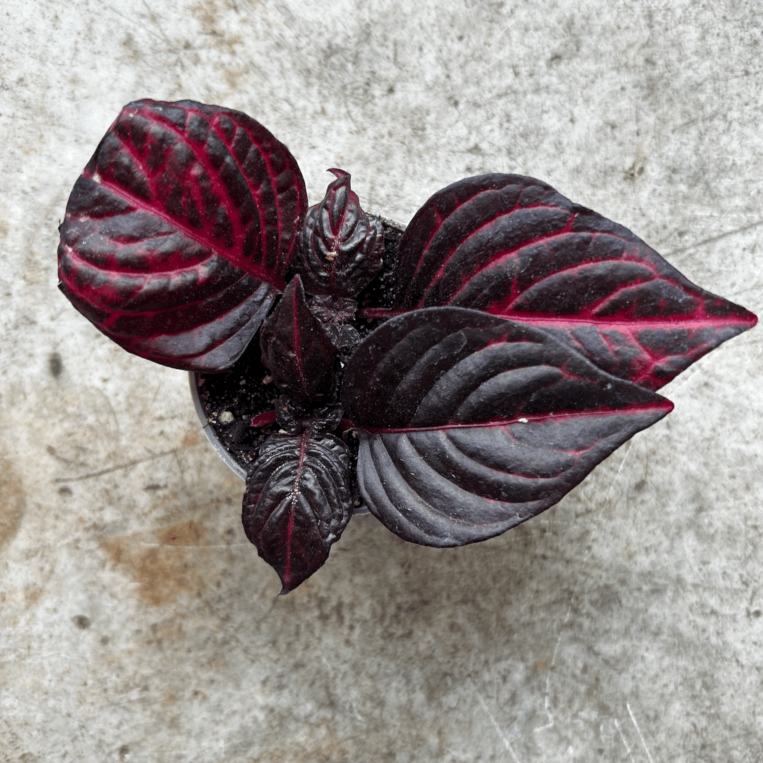 Iresine herbestii 'Rich Redstar' (Bloodleaf plant)