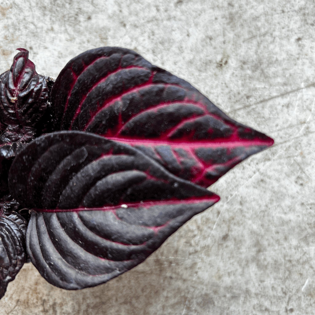 Iresine herbestii 'Rich Redstar' (Bloodleaf plant)