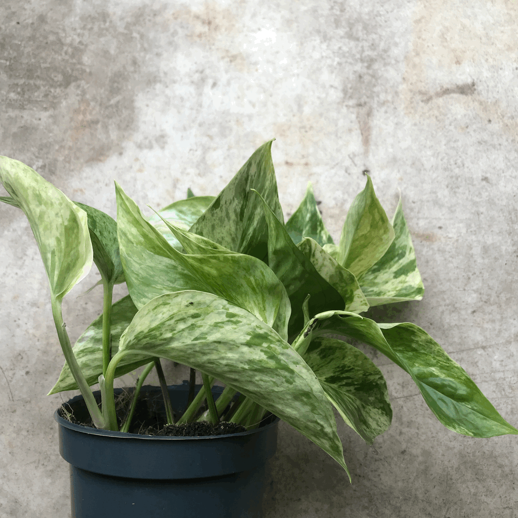 Epipremnum pinnatum 'Marble Queen' (Pothos)