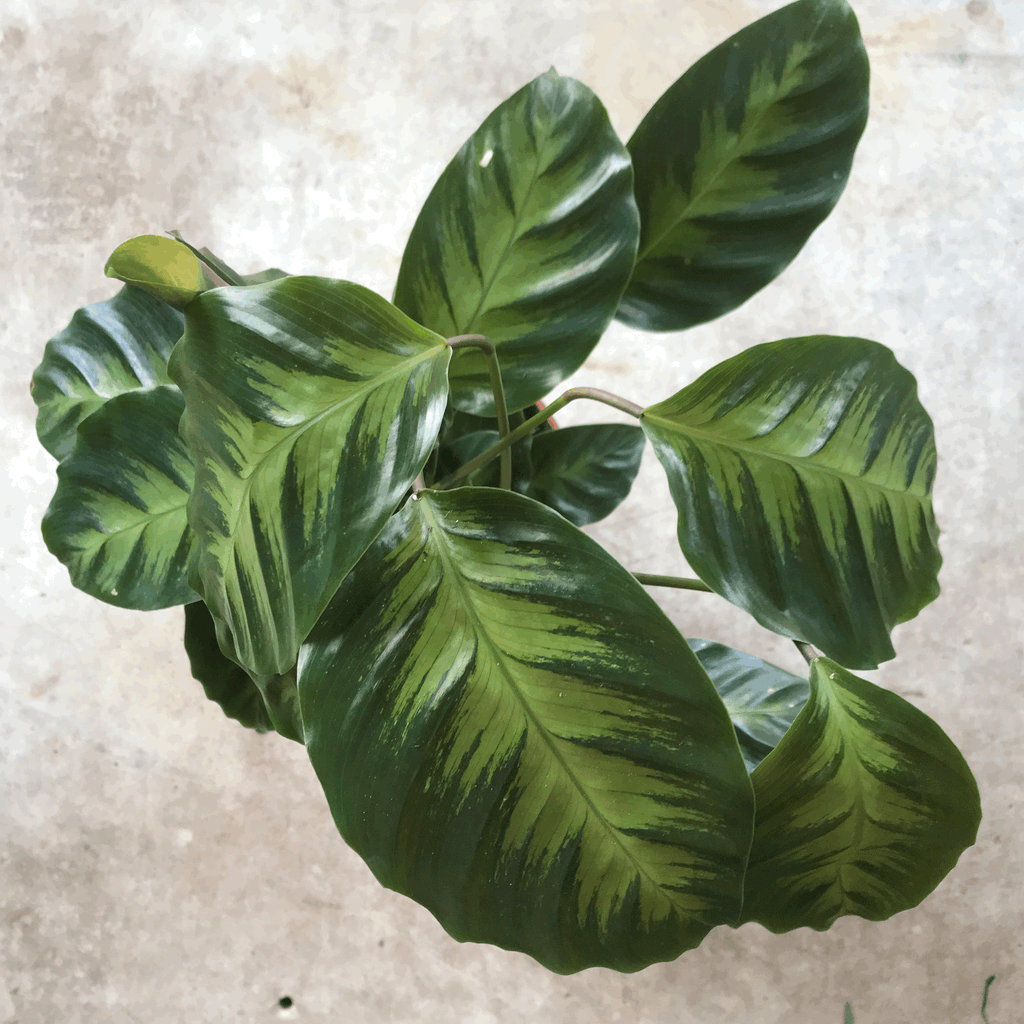 Calathea albertii (Emerald Feather Prayer Plant)