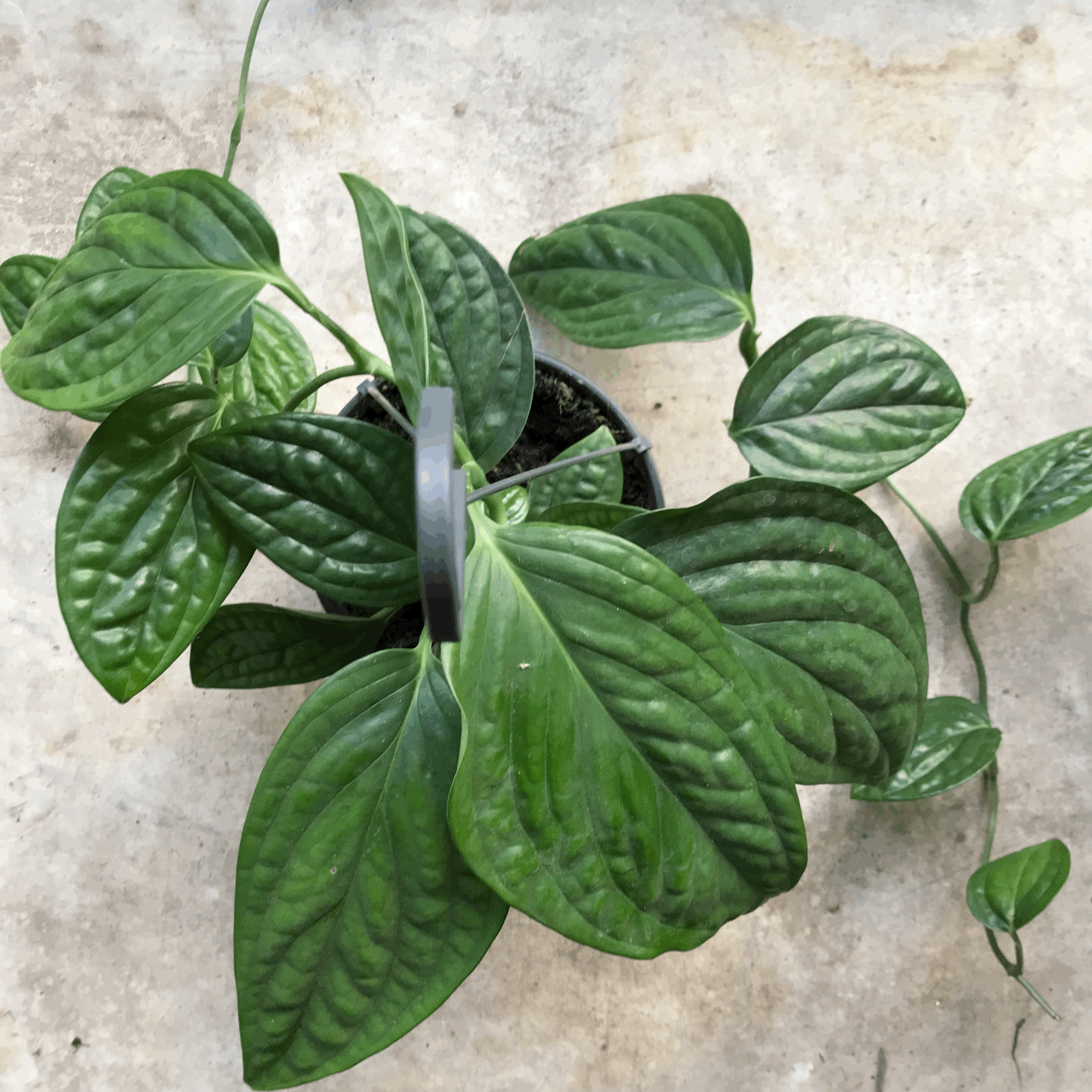 Monstera karstenianum (Monstera Peru)