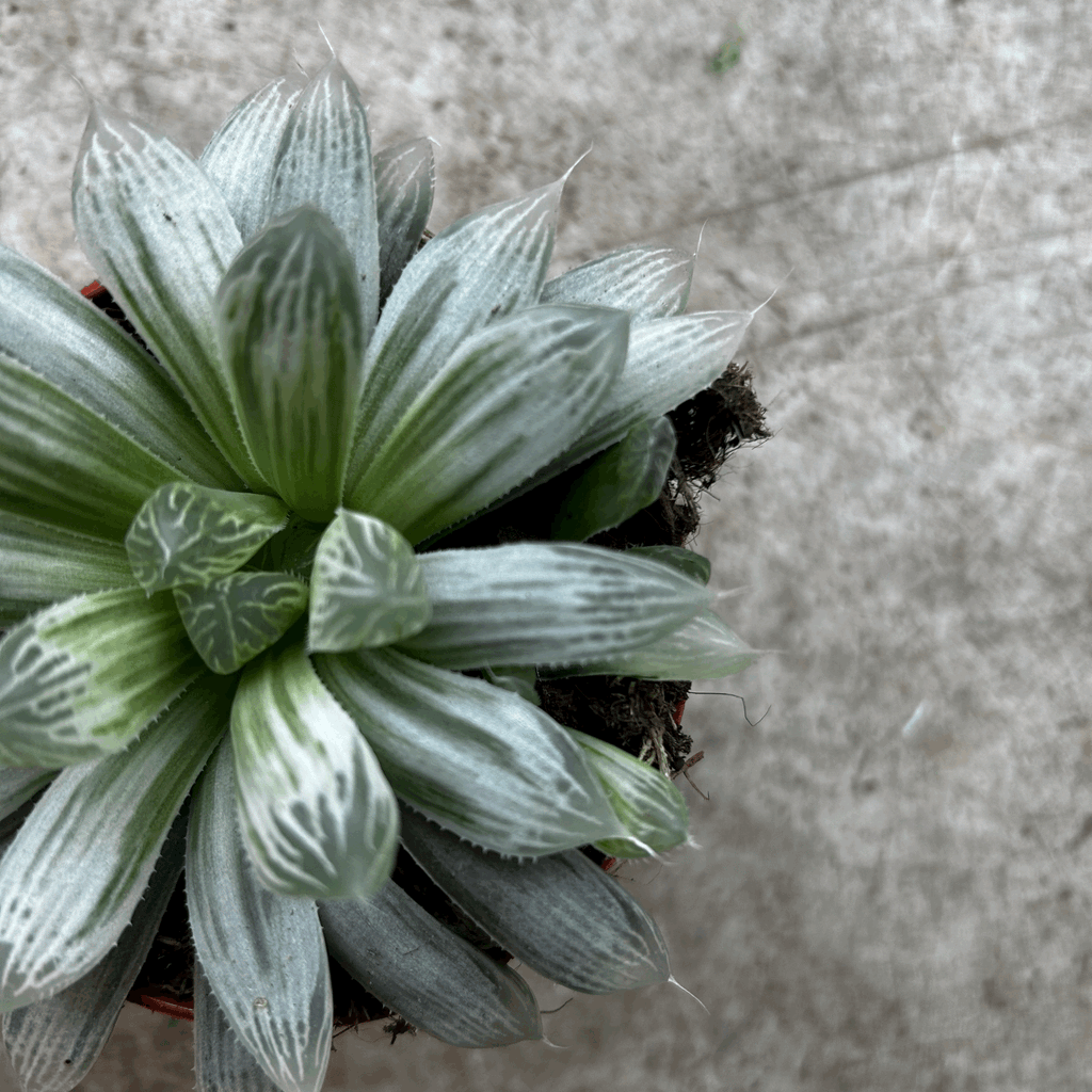Haworthia cymbiformis 'Variegata' (Cathedral Window Haworthia)